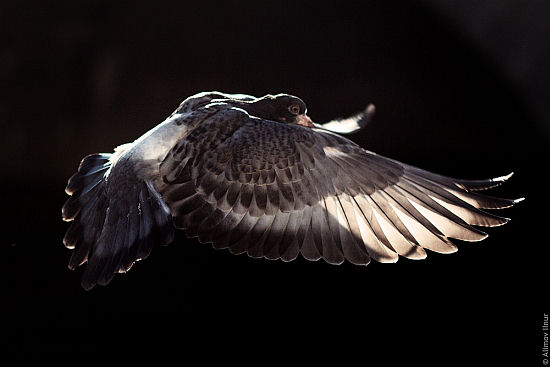 01_070611.Die Sch�nheit der Natur.Taube im Flug. Alimov Ilnur