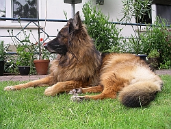 Zur Erinnerungen an Sunny