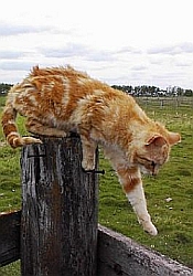 Unvergessen ! Ginger