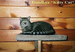 Kitty Cat