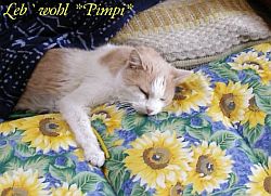 Pimpi