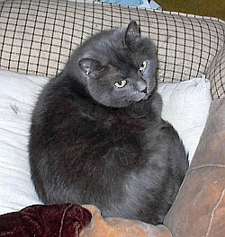Unvergessen ! Smokey