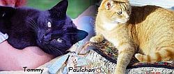 Tommy und Paulchen